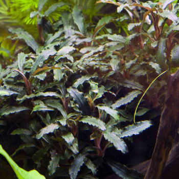 Bucephalandra sp. 'Red' - Rote Bucephalandra